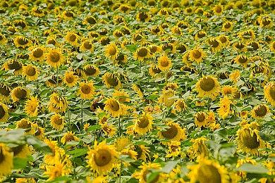 外媒称《明末：渊虚之羽》是继黑神话之后又一款中国大作